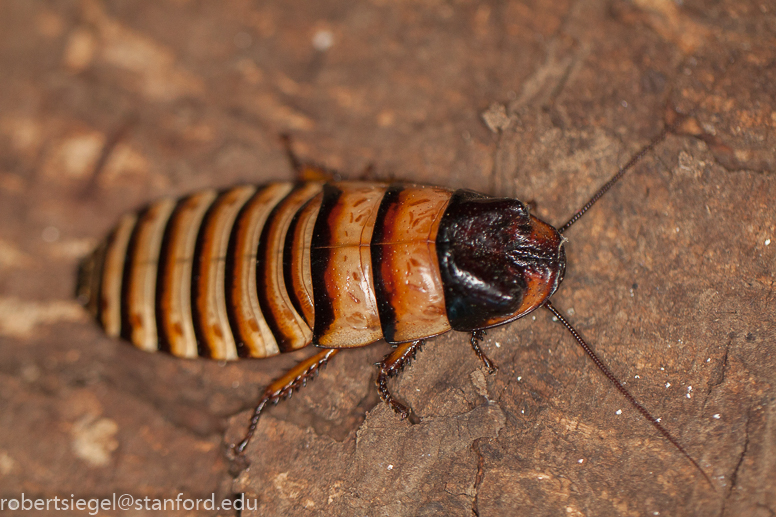 hissing cockroach